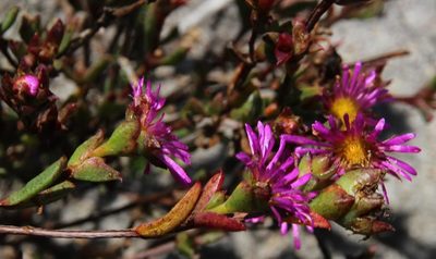 Erepsia anceps, photographed by Tony Rebelo