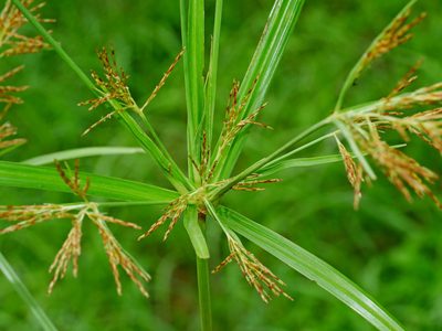 Cyperus distans, photographed by Jacy Chen