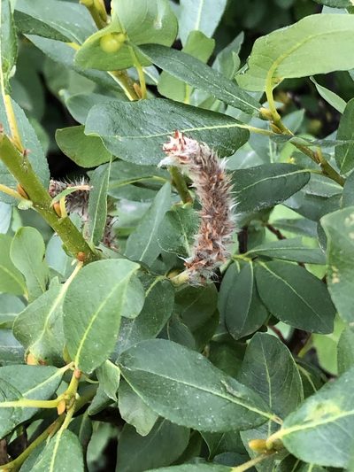 Salix barclayi, photographed by Jared Shorma