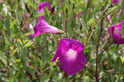Ipomoea stans, photographed by Adri Perea