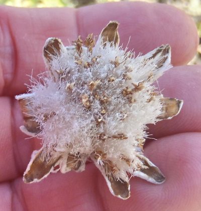Caputia tomentosa, photographed by Nicola van Berkel