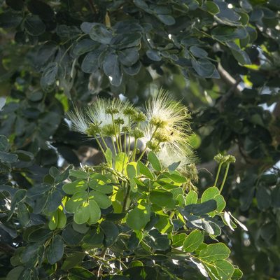 Albizia lebbeck, photographed by Paulmathi Vinod