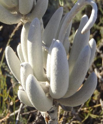 Caputia tomentosa, photographed by Nicola van Berkel