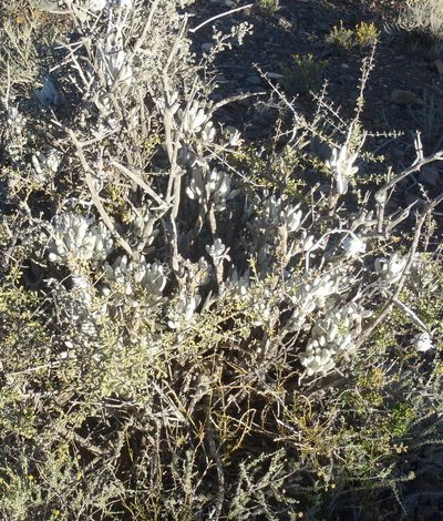 Caputia tomentosa, photographed by Nicola van Berkel