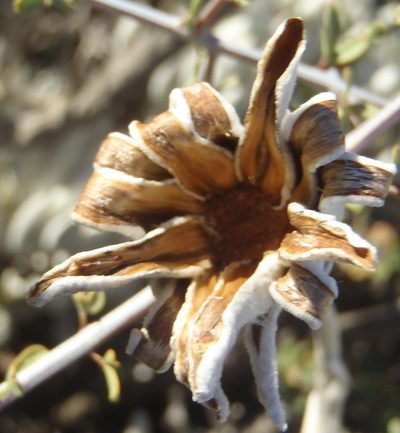 Caputia tomentosa, photographed by Nicola van Berkel