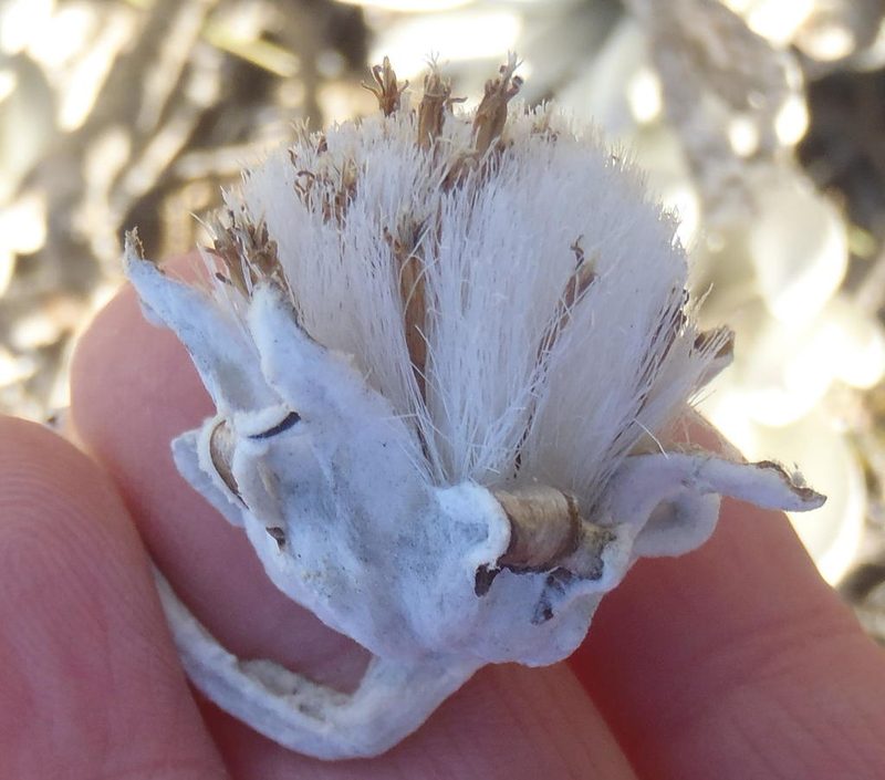 Caputia tomentosa, photographed by Nicola van Berkel