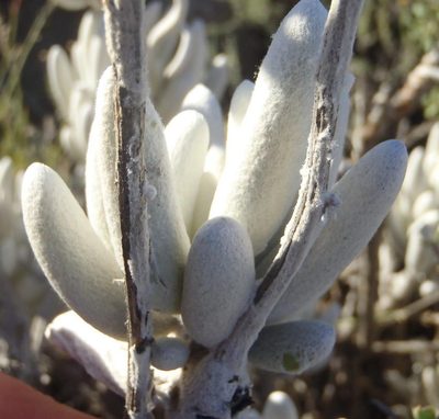 Caputia tomentosa, photographed by Nicola van Berkel