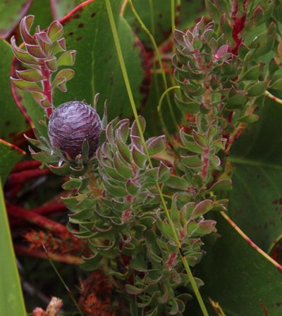 Leucadendron radiatum, photographed by Tony Rebelo