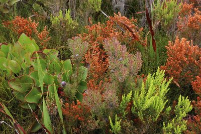 Leucadendron radiatum, photographed by Tony Rebelo