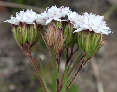 Corymbium villosum, photographed by Tony Rebelo