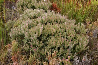 Leucadendron radiatum, photographed by Tony Rebelo