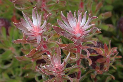 Leucadendron radiatum, photographed by Tony Rebelo