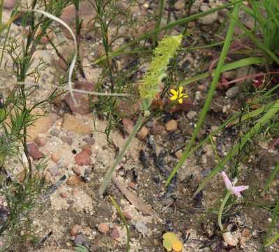 Holothrix cernua, photographed by Tony Rebelo