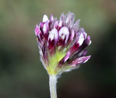 Trifolium dichotomum, photographed by Don Loarie