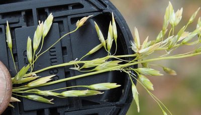 Ehrharta capensis, photographed by Tony Rebelo