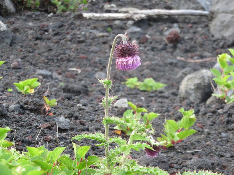 Cirsium purpuratum, photographed by Se Lena