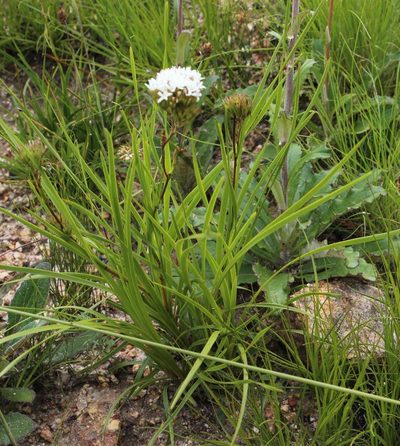 Corymbium cymosum, photographed by Tony Rebelo