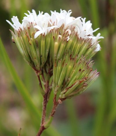 Corymbium cymosum, photographed by Tony Rebelo