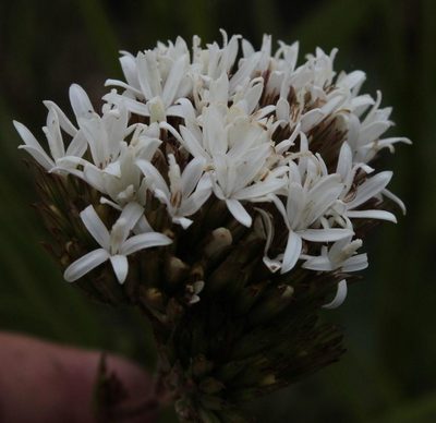 Corymbium cymosum, photographed by Tony Rebelo