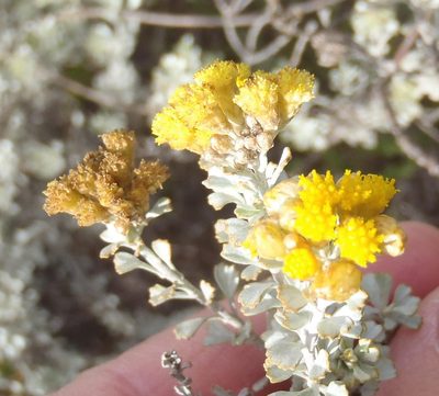 Pentzia dentata, photographed by Nicola van Berkel