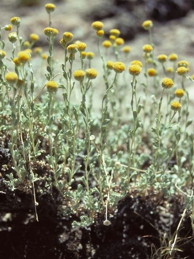 Artemisia nuttallii, photographed by Jim Morefield