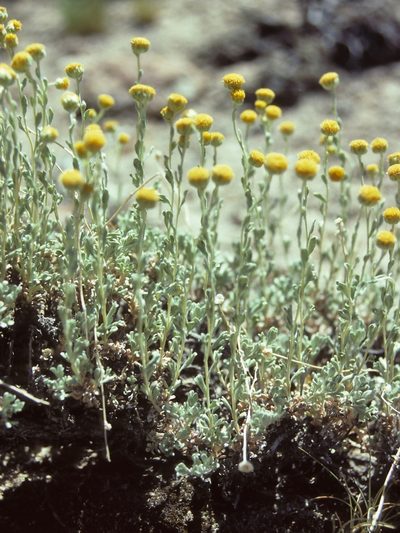 Artemisia nuttallii, photographed by Jim Morefield