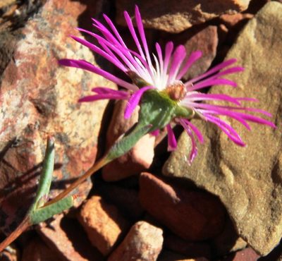 Erepsia esterhuyseniae, photographed by Tony Rebelo