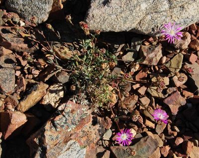 Erepsia esterhuyseniae, photographed by Tony Rebelo