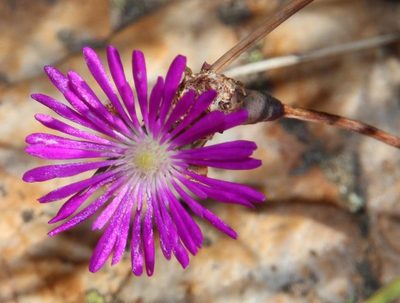 Erepsia esterhuyseniae, photographed by Tony Rebelo
