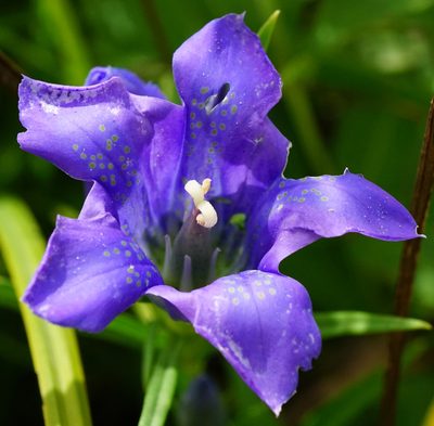 Gentiana pneumonanthe, photographed by Patrick Hacker