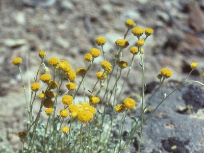 Artemisia nuttallii, photographed by Jim Morefield