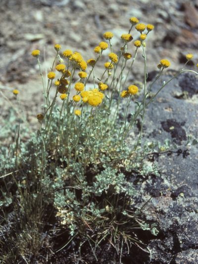 Artemisia nuttallii, photographed by Jim Morefield
