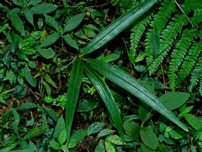 Ardisia crispa, photographed by Jacy Chen