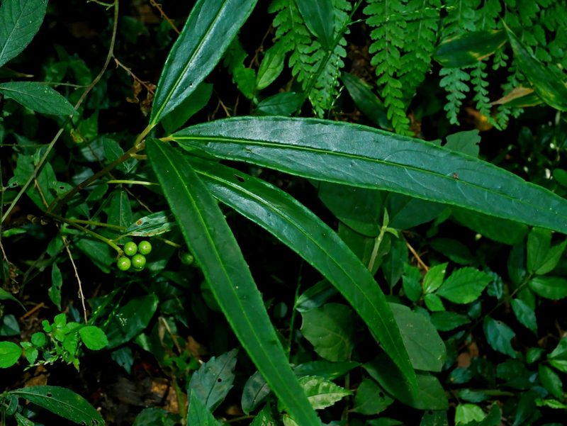 Ardisia crispa, photographed by Jacy Chen