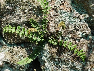 Aleuritopteris chusana, photographed by Jacy Chen