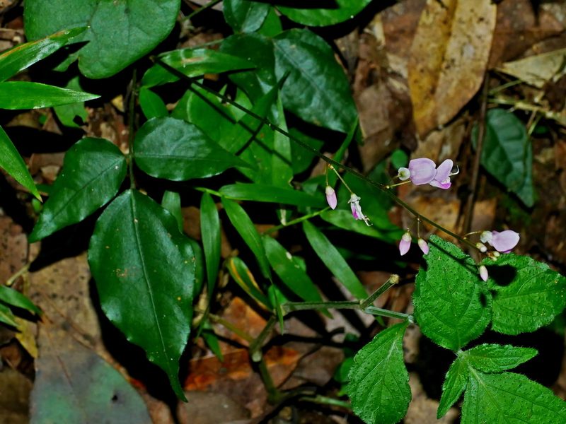 Hylodesmum leptopus, photographed by Jacy Chen