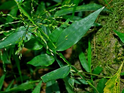 Ichnanthus pallens, photographed by Jacy Chen