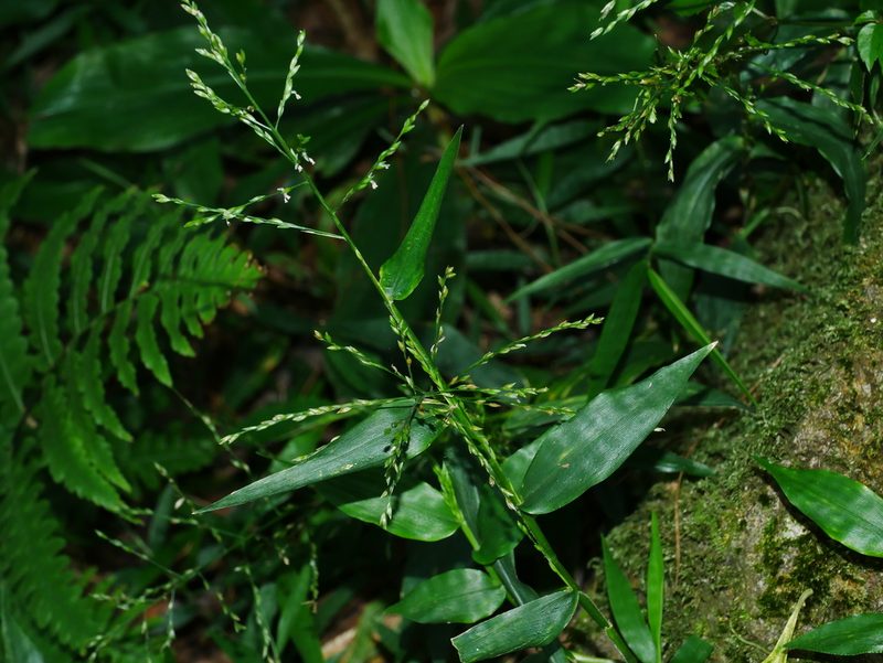 Ichnanthus pallens, photographed by Jacy Chen