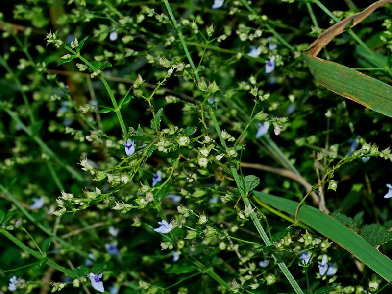 Isodon amethystoides, photographed by Jacy Chen