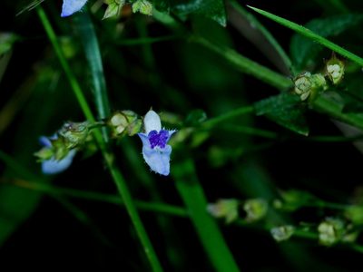 Isodon amethystoides, photographed by Jacy Chen