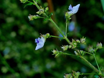 Isodon amethystoides, photographed by Jacy Chen