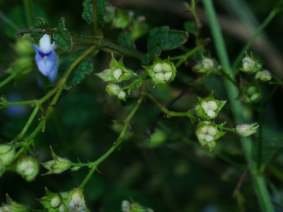 Isodon amethystoides, photographed by Jacy Chen