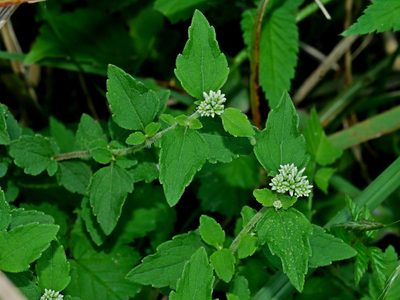Eupatorium formosanum, photographed by Jacy Chen