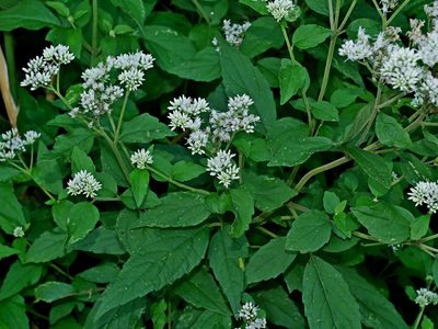 Eupatorium formosanum, photographed by Jacy Chen
