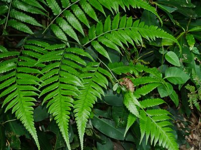 Diplazium taiwanense, photographed by Jacy Chen