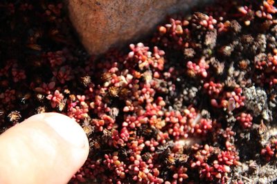 Crassula papillosa, photographed by Tony Rebelo