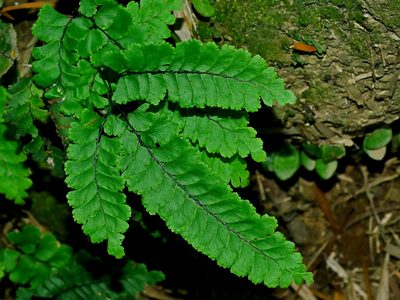 Adiantum diaphanum, photographed by Jacy Chen