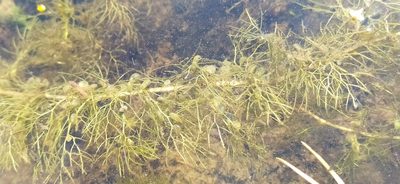 Utricularia vulgaris, photographed by Алексей Ябс