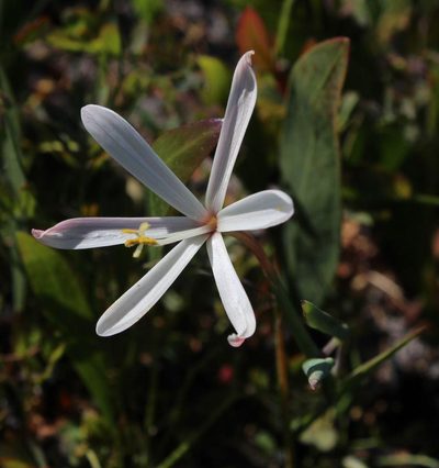 Geissorhiza tenella, photographed by Tony Rebelo