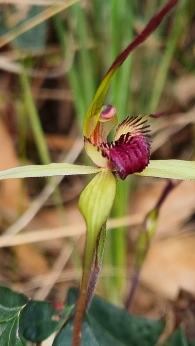 Caladenia oenochila, photographed by ianrainbow